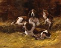 Springer Spaniels and a cat